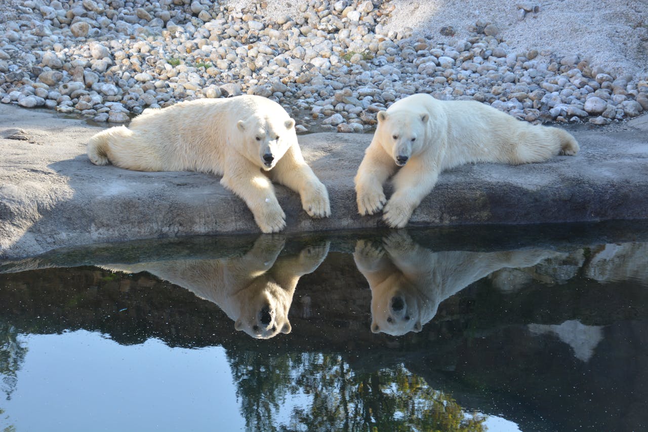 Polar bears Greenland Iceland